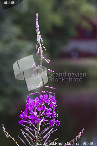 Image of willowherb