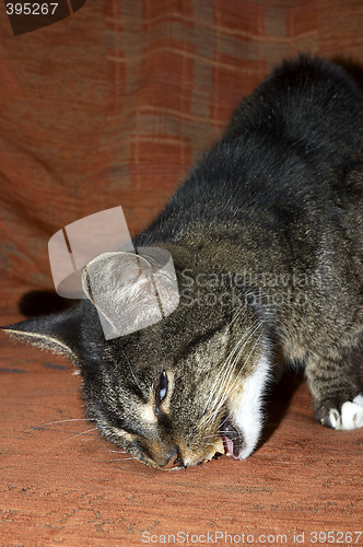 Image of Cat eating