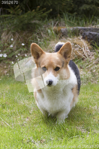 Image of dog approaching