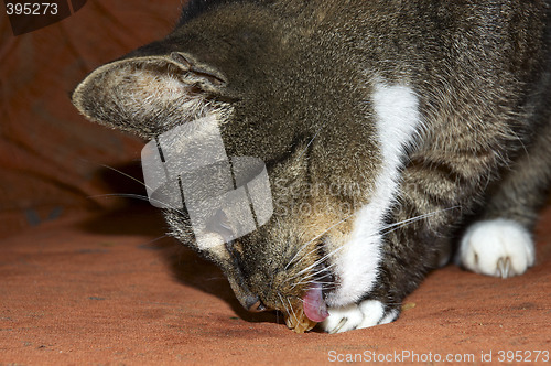 Image of Cat eating