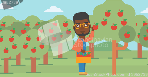 Image of Farmer collecting apples.