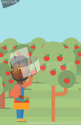 Image of Farmer collecting apples.