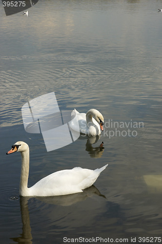Image of Two swams