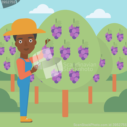 Image of Farmer collecting grapes.