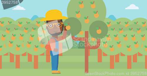 Image of Farmer collecting oranges.