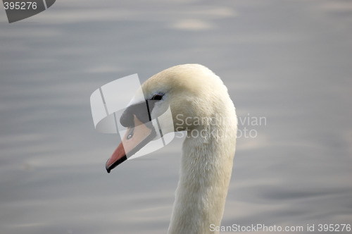 Image of Swan