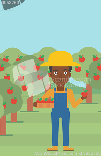 Image of Farmer collecting apples.