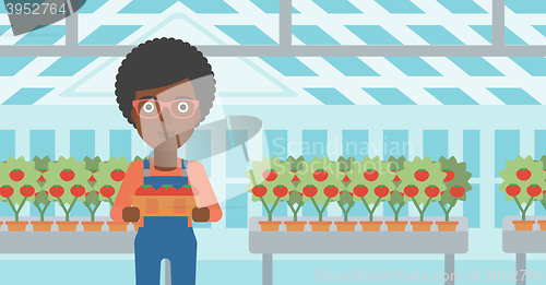 Image of Farmer collecting tomatos.