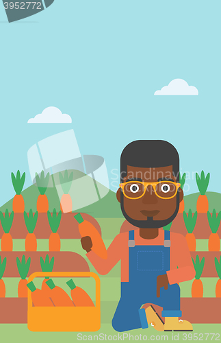 Image of Farmer collecting carrots.