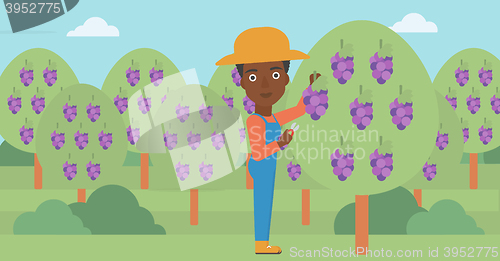 Image of Farmer collecting grapes.