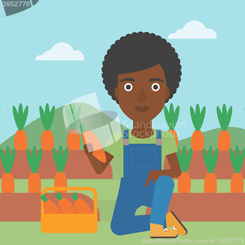 Image of Farmer collecting carrots.