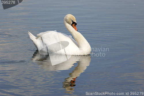 Image of Swan