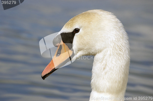 Image of Swan