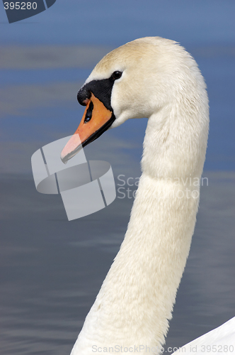 Image of Swan