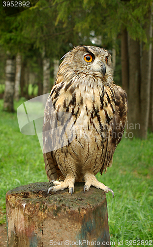 Image of Owl with large orange eyes