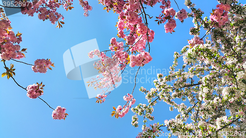 Image of Beautiful flowers of spring trees