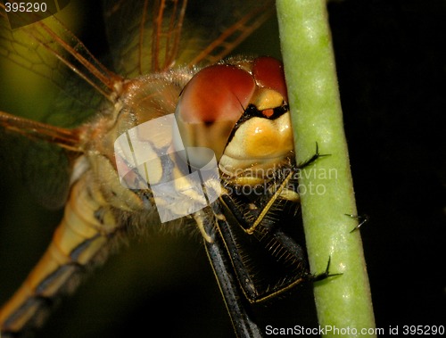 Image of Dragonfly