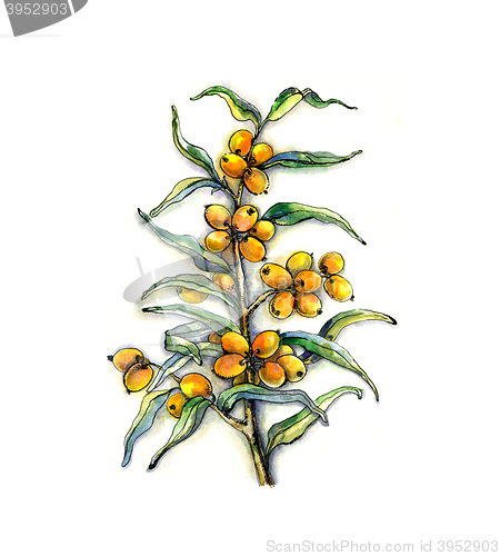 Image of Buckthorn branch on white background