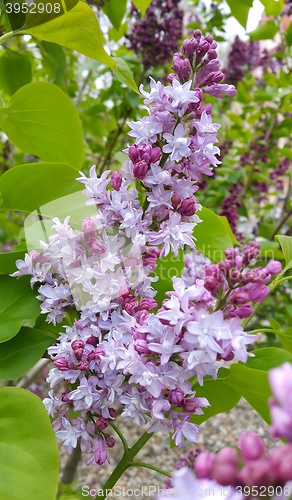 Image of Beautiful blossoming lilac flowers