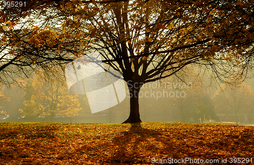 Image of Autumn