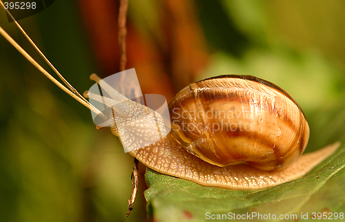 Image of Snail