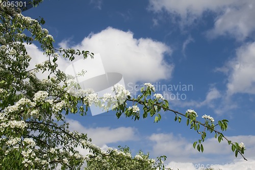 Image of Blooming pear