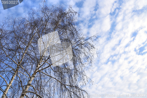 Image of Top of birches against a blue sky with white clouds