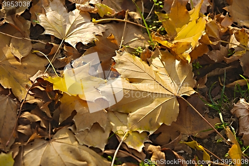 Image of Fallen autumn leaves