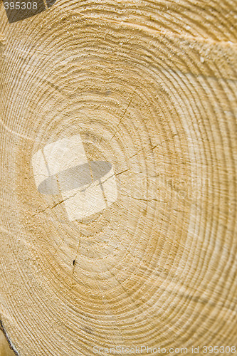 Image of Golden timber tree rings