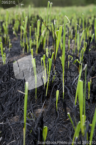 Image of After the burn