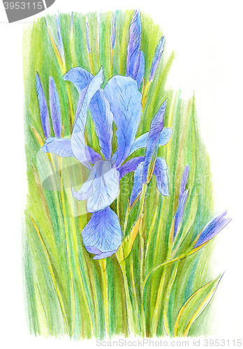 Image of Iris flower drawn with colored pencils