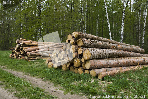 Image of Pine logs