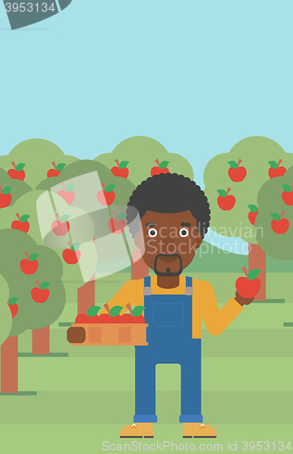 Image of Farmer collecting apples.