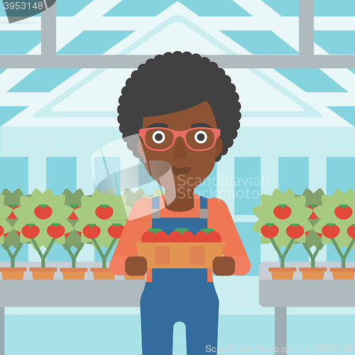 Image of Farmer collecting tomatos.