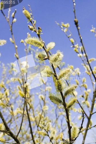 Image of Pussy willow