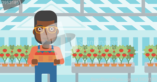 Image of Farmer collecting tomatos.