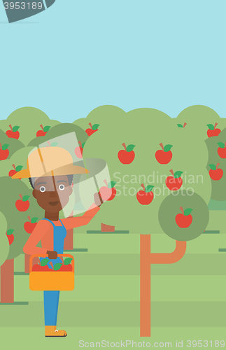 Image of Farmer collecting apples.