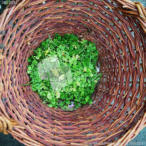 Image of Basket with garden waste for composting