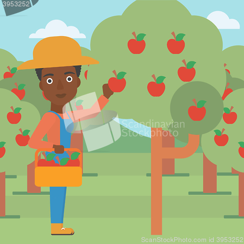 Image of Farmer collecting apples.