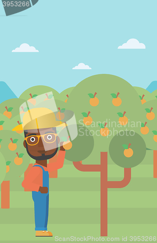 Image of Farmer collecting oranges.