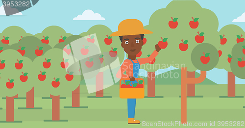 Image of Farmer collecting apples.