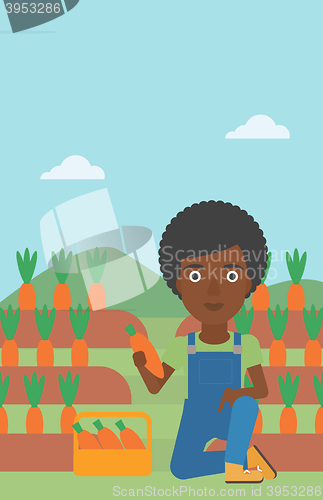 Image of Farmer collecting carrots.