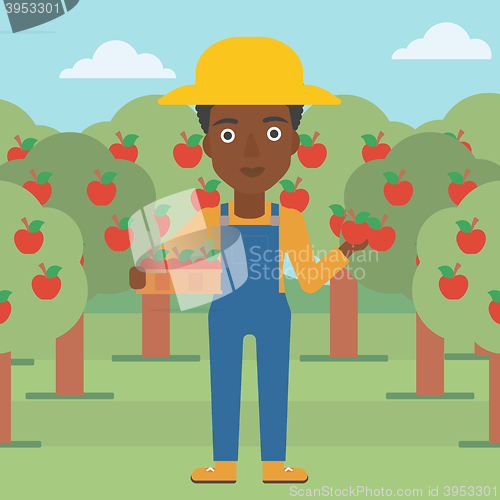 Image of Farmer collecting apples.