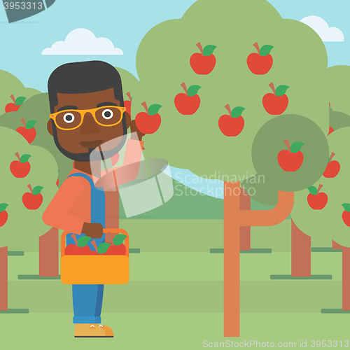 Image of Farmer collecting apples.