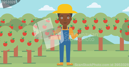 Image of Farmer collecting apples.