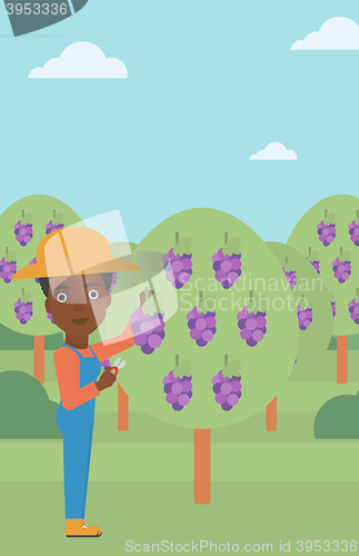 Image of Farmer collecting grapes.