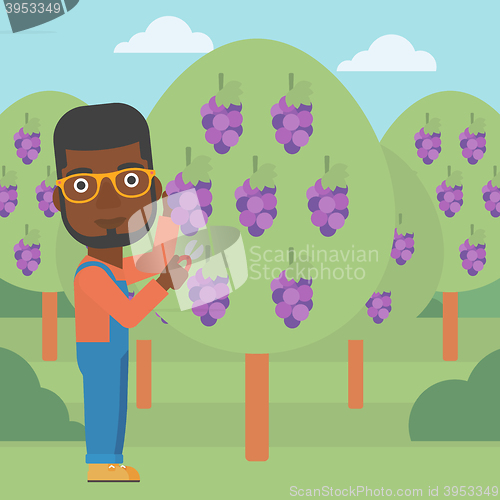 Image of Farmer collecting grapes.