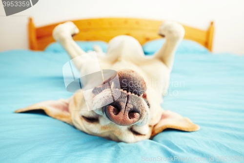 Image of Dog is lying on the bed 