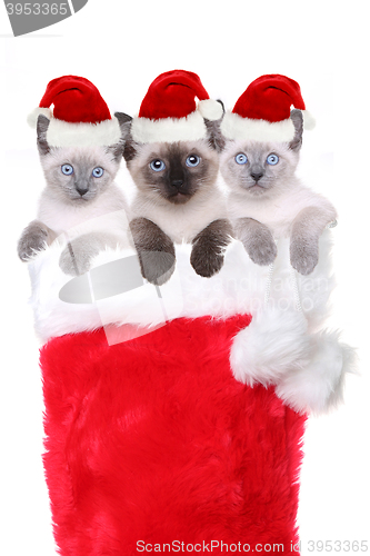 Image of Kittens in a Stocking Wearing Santa Hats