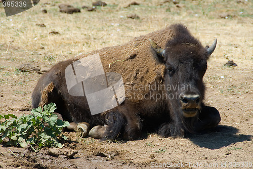 Image of Buffalo